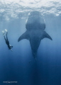   Whale Shark BotellitaThey get vertical dense areas plankton gulp large amounts food. one most incredible sights thatIve ever seen Giant fish just hanging suspended water column very coolIsla Mujere... food Mujere  